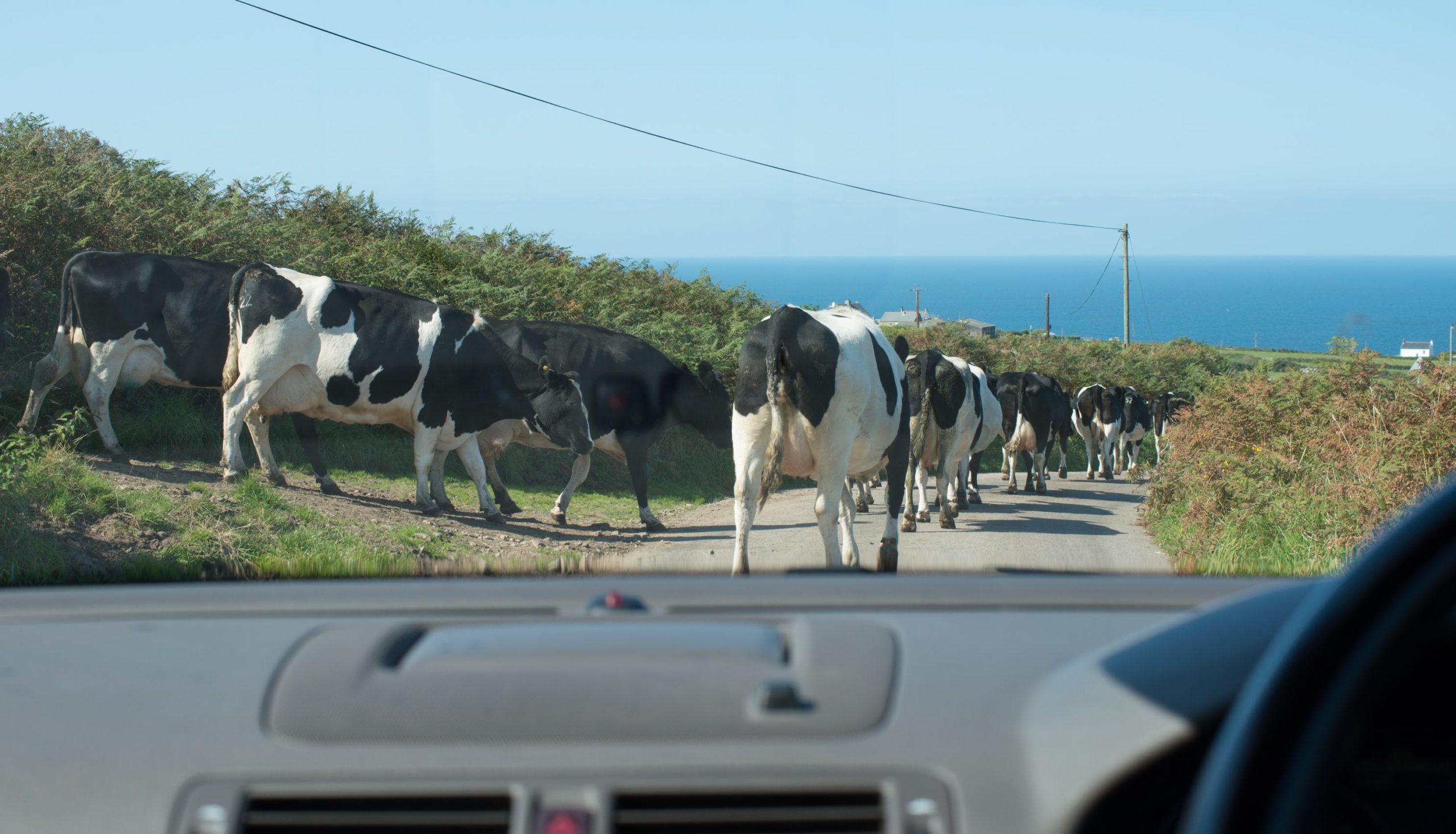 Cornish cows countryside