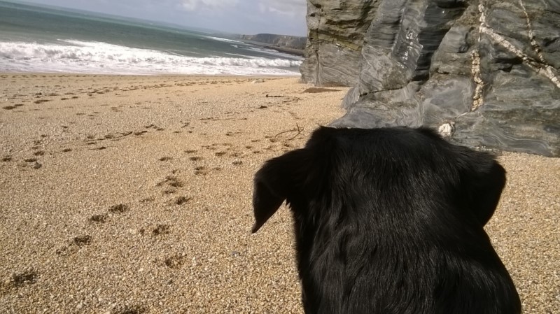 Dog at Porthleven Beach Cornwall
