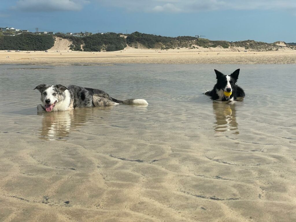 Two dogs laying in a pool of seawater on a beach in Cornwall